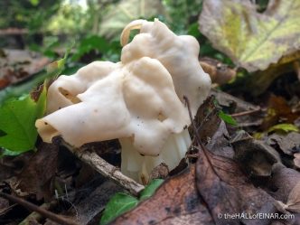 Helvella crispa - The Hall of Einar - photograph (c) David Bailey (not the)