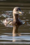 Little Grebe - Alviano - The Hall of Einar - photograph (c) David Bailey (not the)