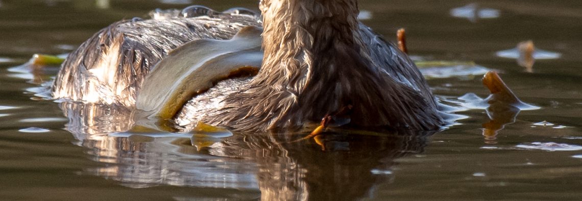 Little Grebe - Alviano - The Hall of Einar - photograph (c) David Bailey (not the)