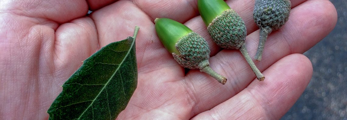 Oak - The Hall of Einar - photograph (c) David Bailey (not the)