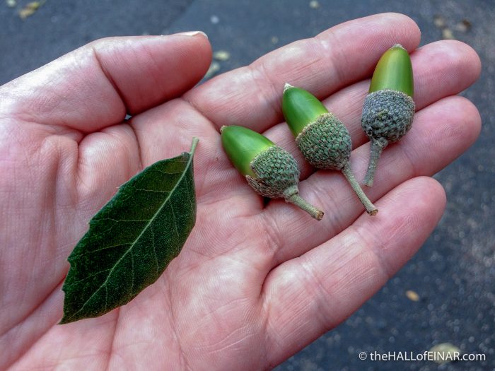 Oak - The Hall of Einar - photograph (c) David Bailey (not the)