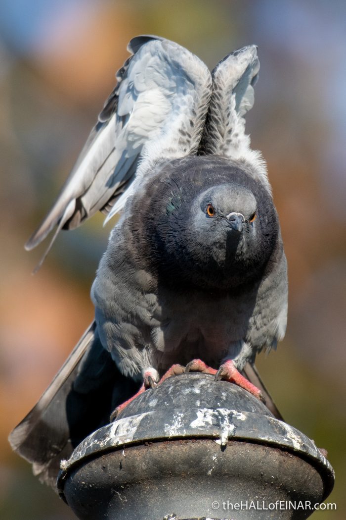 Pigeon in Rome - The Hall of Einar - photograph (c) David Bailey (not the)