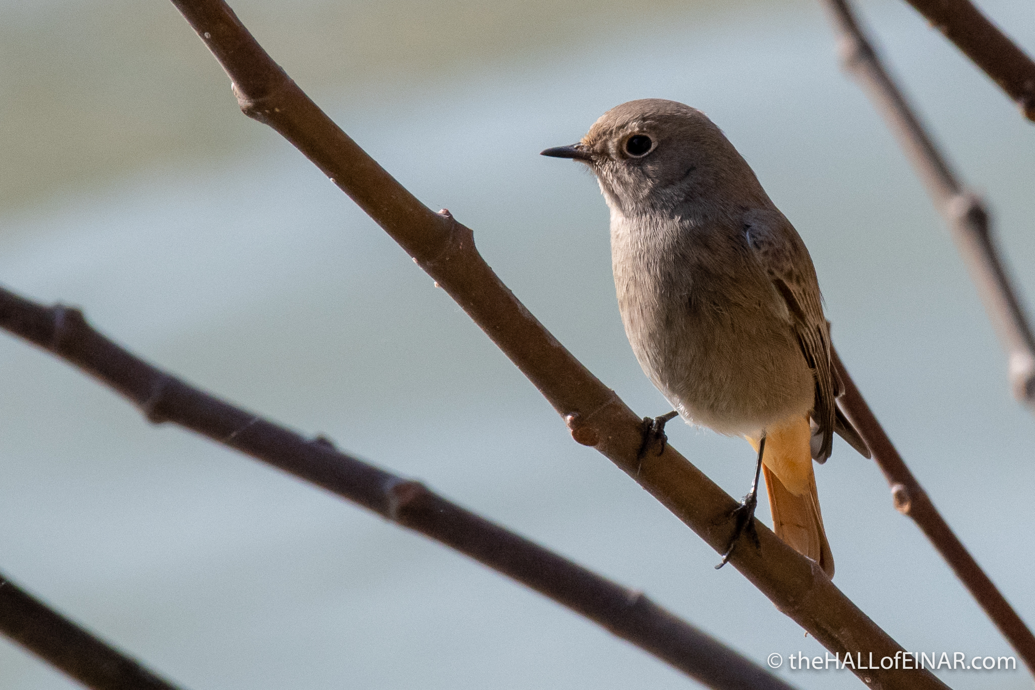 Black Redstart on the Tevere - The Hall of Einar - photograph (c) David Bailey (not the)