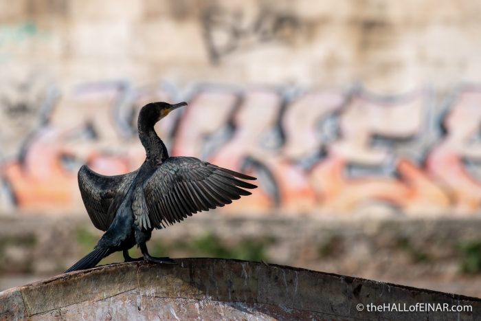 Cormorant on the Tevere - The Hall of Einar - photograph (c) David Bailey (not the)