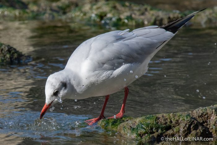 Black-Headed Gull - The Hall of Einar - photograph (c) David Bailey (not the)