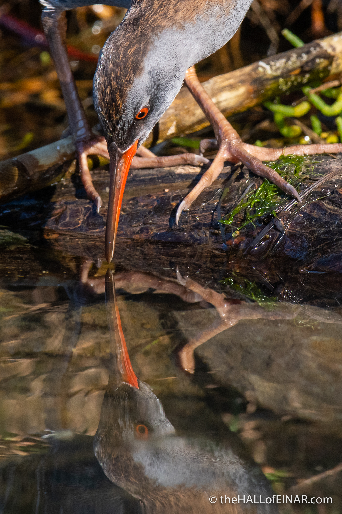 Water Rail - Orbetello - The Hall of Einar - photograph (c) David Bailey (not the)
