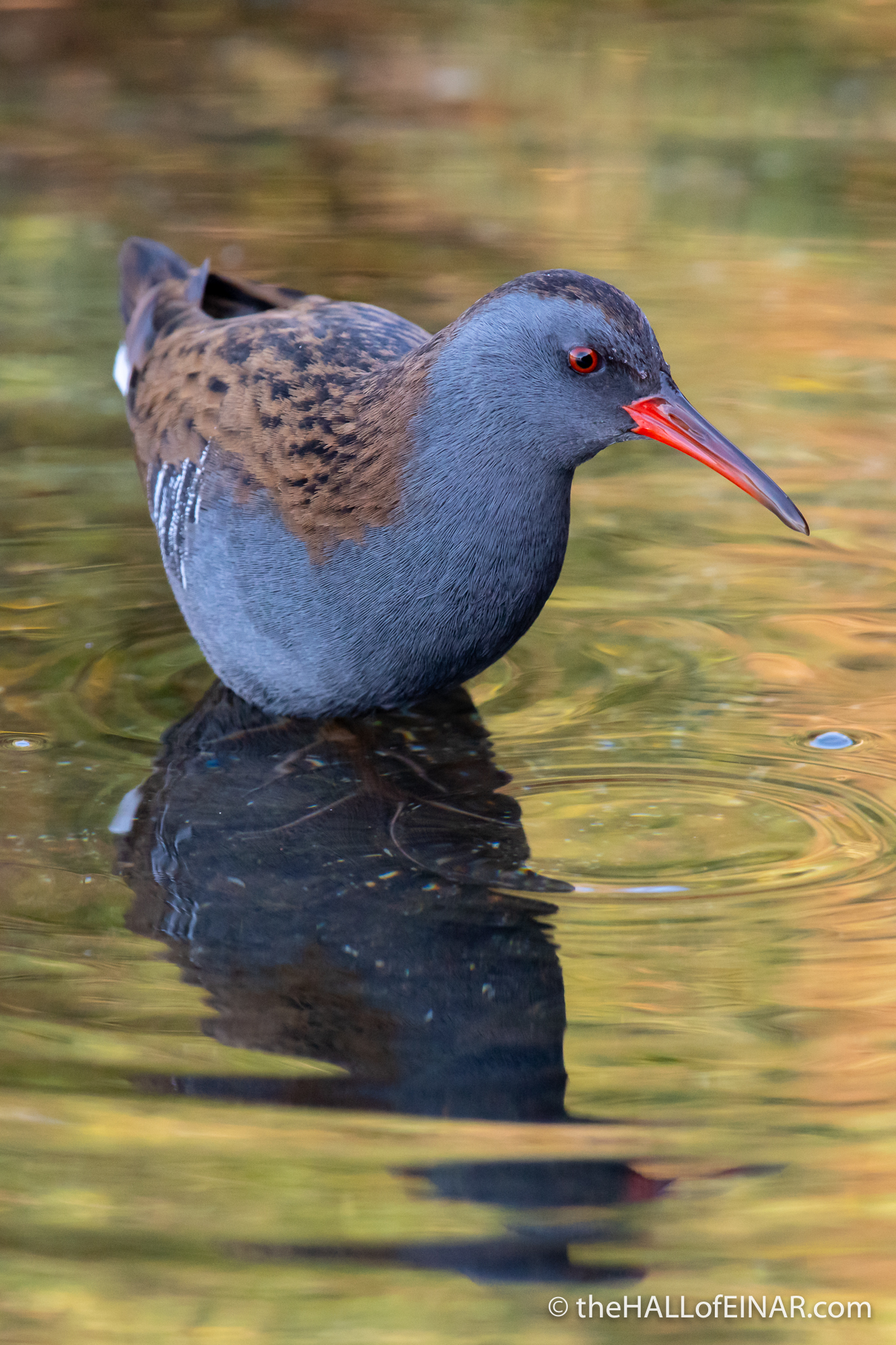 Water Rail - Orbetello - The Hall of Einar - photograph (c) David Bailey (not the)