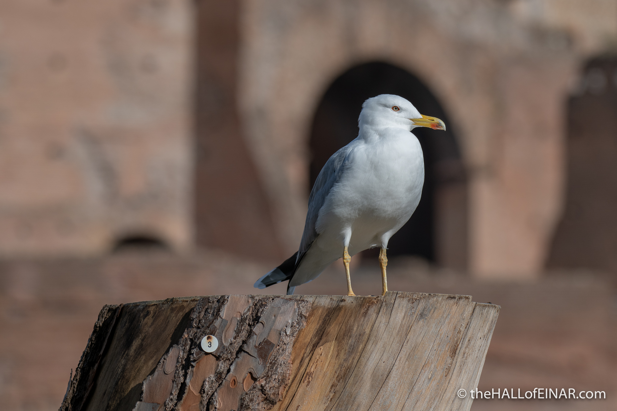 Yellow Legged Gull - Rome - The Hall of Einar - photograph (c) David Bailey (not the)