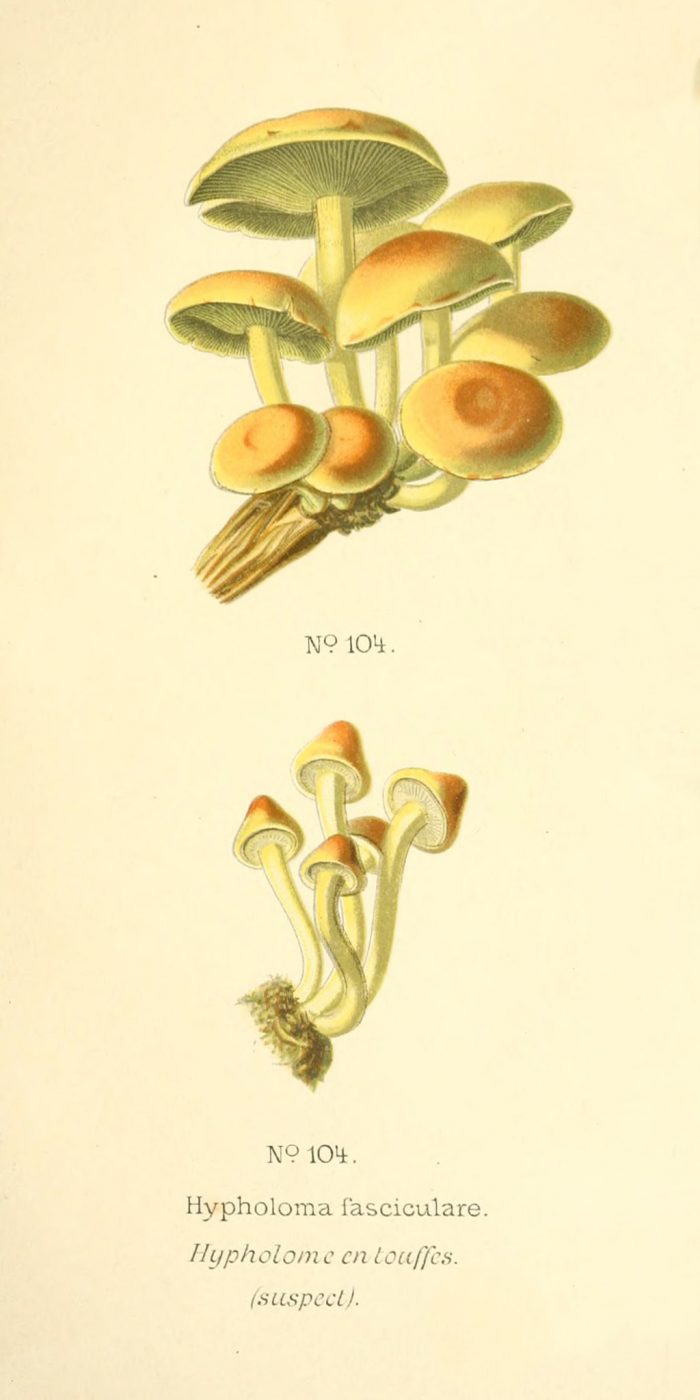 Hypholoma fasciculare - The Hall of Einar - photograph (c) David Bailey (not the)