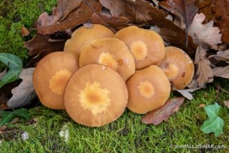 Kuehneromyces mutabilis - The Hall of Einar - photograph (c) David Bailey (not the)