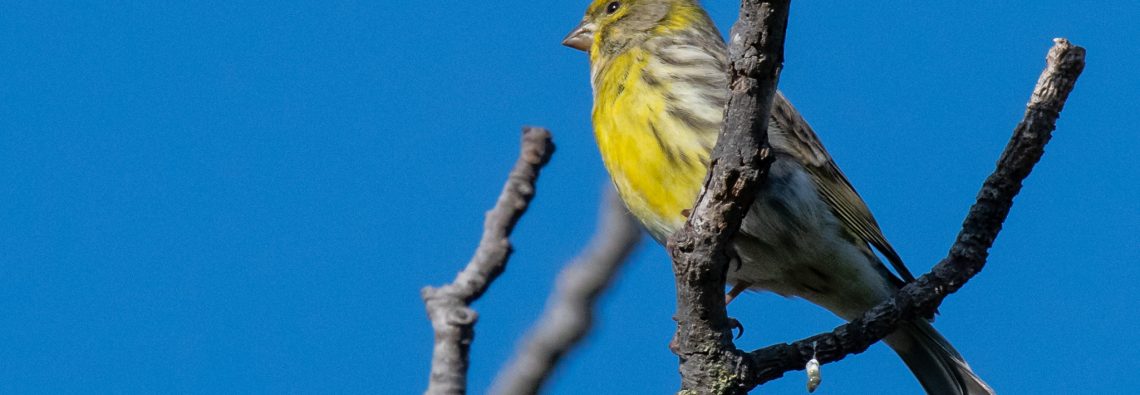 Serin - Caffarella - The Hall of Einar - photograph (c) David Bailey (not the)