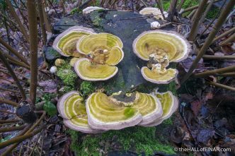 Trametes gibbosa - The Hall of Einar - photograph (c) David Bailey (not the)