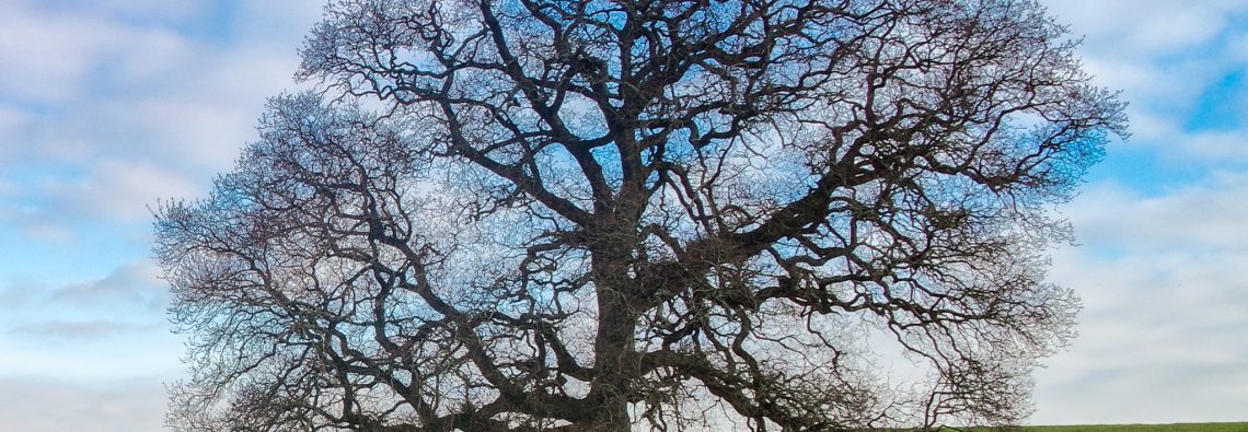 Lordly Tree - The Hall of Einar - photograph (c) David Bailey (not the)