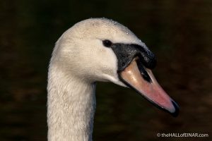 Mute Swan - Decoy - The Hall of Einar - photograph (c) David Bailey (not the)