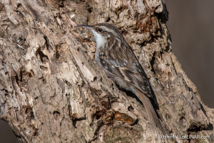 Short-Toed Treecreeper - Lago di Alviano - The Hall of Einar - photograph (c) David Bailey (not the)