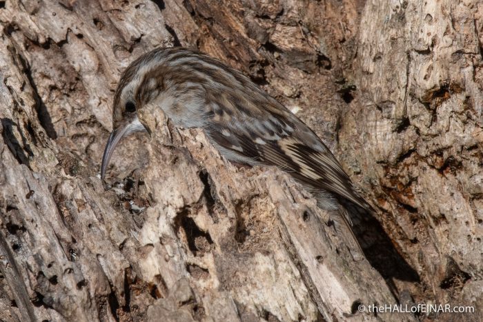 Short-Toed Treecreeper - Lago di Alviano - The Hall of Einar - photograph (c) David Bailey (not the)
