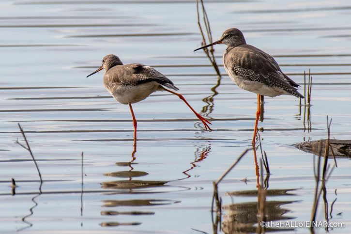 Spotted Redshank - Lago di Alviano - The Hall of Einar - photograph (c) David Bailey (not the)