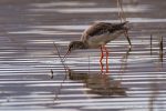 Spotted Redshank - Lago di Alviano - The Hall of Einar - photograph (c) David Bailey (not the)