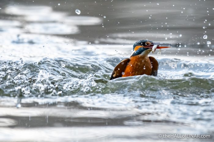 Kingfisher - Lago di Alviano - The Hall of Einar - photograph (c) David Bailey (not the)