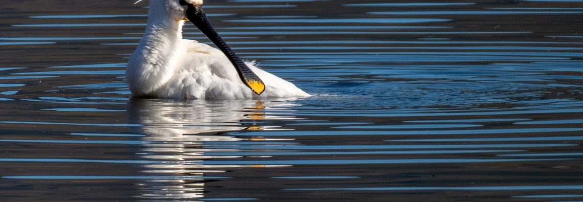 Spoonbill - Lago di Alviano - The Hall of Einar - photograph (c) David Bailey (not the)