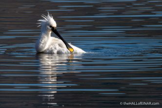 Spoonbill - Lago di Alviano - The Hall of Einar - photograph (c) David Bailey (not the)