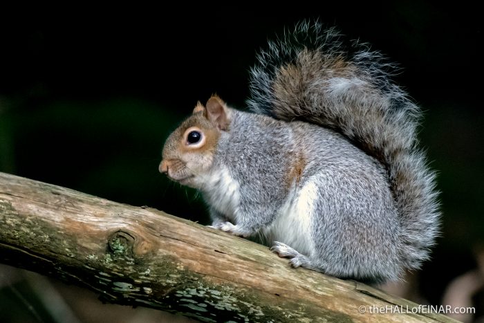 Squirrel - The Hall of Einar - photograph (c) David Bailey (not the)