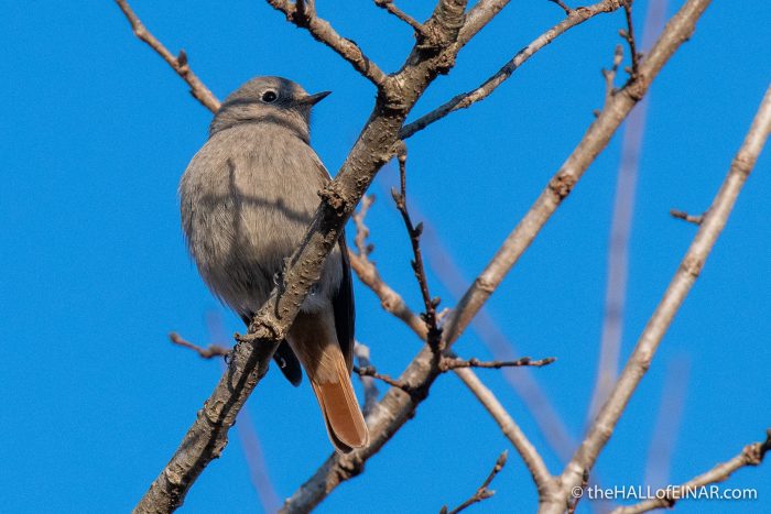 Black Redstart - Caffarella - The Hall of Einar - photograph (c) David Bailey (not the)