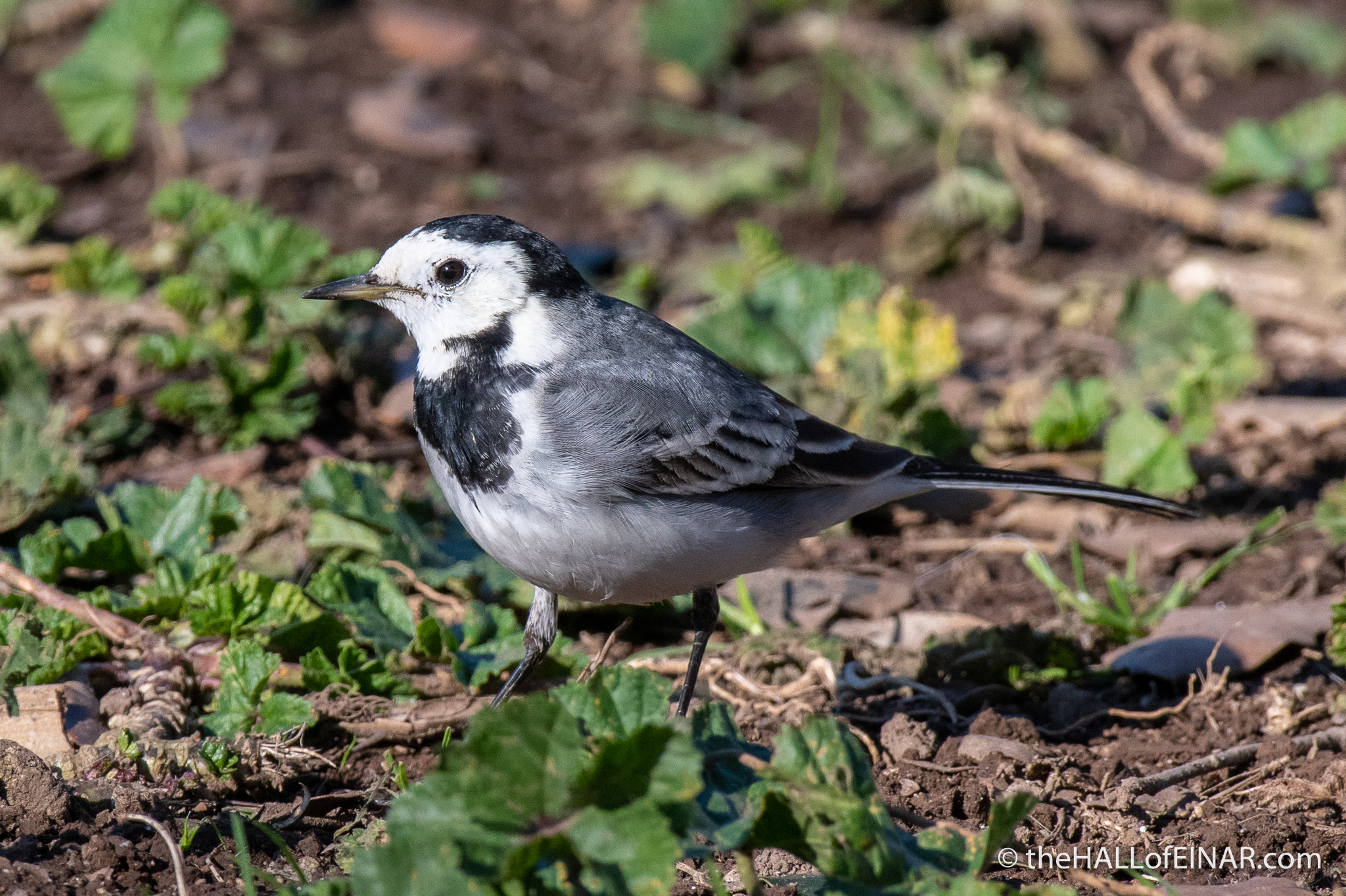 White Wagtails – David at the HALL of EINAR