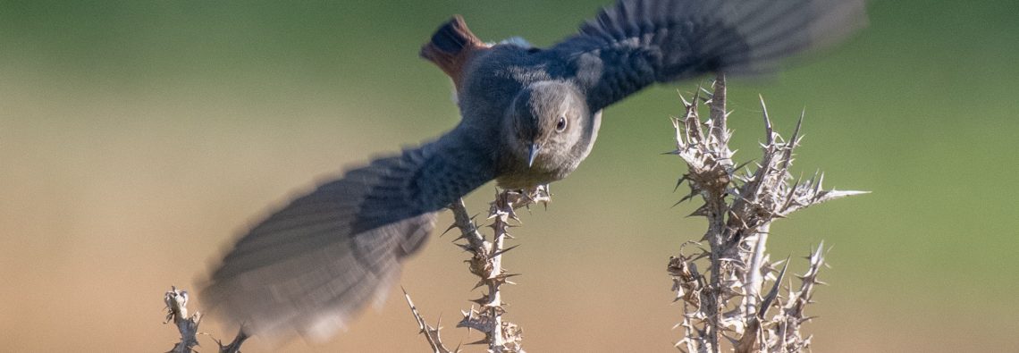 Black Redstart - Caffarella - The Hall of Einar - photograph (c) David Bailey (not the)