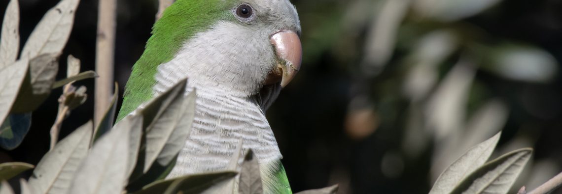 Monk Parakeet - Caffarella - The Hall of Einar - photograph (c) David Bailey (not the)