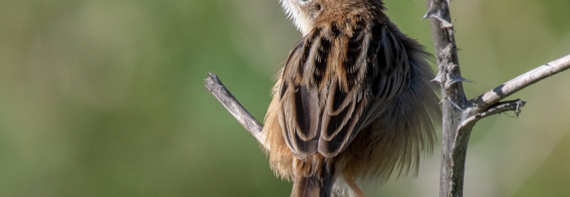 Zitting Cisticola - Caffarella - The Hall of Einar - photograph (c) David Bailey (not the)