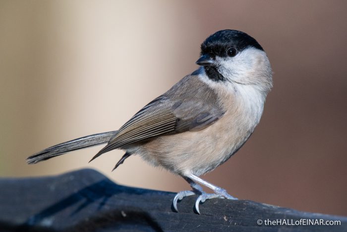 Marsh Tit - Stover - The Hall of Einar - photograph (c) David Bailey (not the)