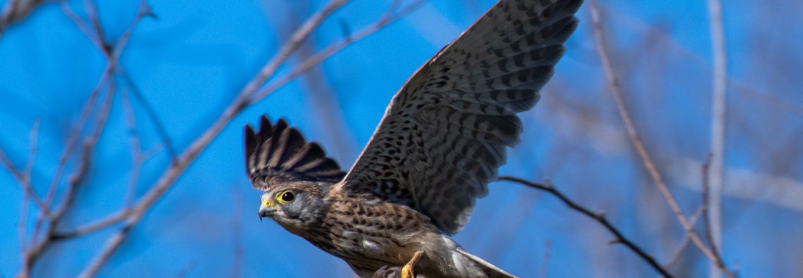 Kestrel and Mouse - The Hall of Einar - photograph (c) David Bailey (not the)