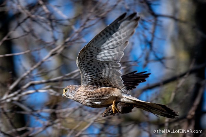 Kestrel and Mouse - The Hall of Einar - photograph (c) David Bailey (not the)
