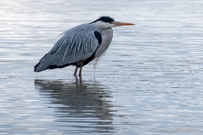 Grey Heron - Lago di Alviano - The Hall of Einar - photograph (c) David Bailey (not the)