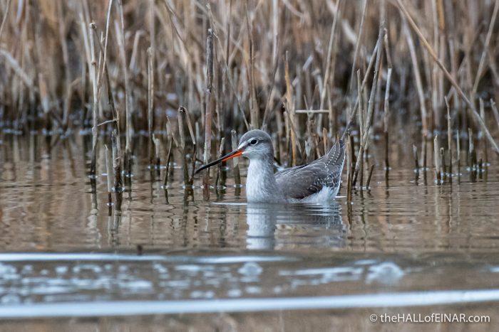 Spotted Redshank - Lago di Alviano - The Hall of Einar - photograph (c) David Bailey (not the)