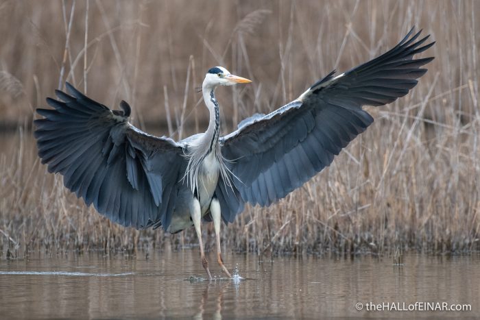 Grey Heron - Lago di Alviano - The Hall of Einar - photograph (c) David Bailey (not the)