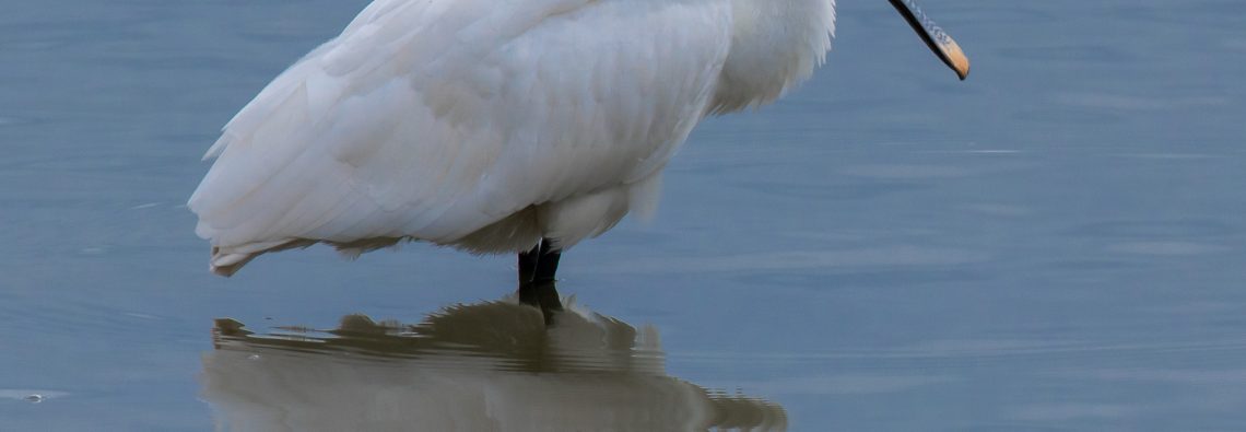 Spoonbill - Lago di Alviano - The Hall of Einar - photograph (c) David Bailey (not the)