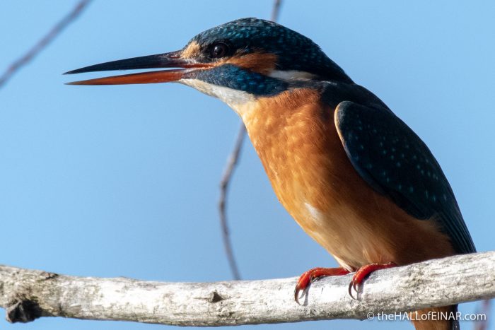Kingfisher - Lago di Alviano - The Hall of Einar - photograph (c) David Bailey (not the)