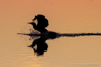 Lago di Alviano - The Hall of Einar - photograph (c) David Bailey (not the)