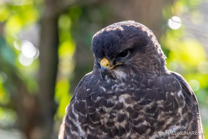 Common Buzzard - The Hall of Einar - photograph (c) David Bailey (not the)