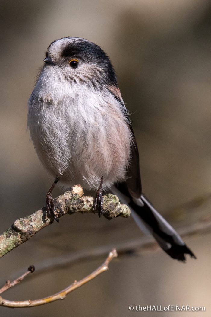 Long Tailed Bushtit - Stover - The Hall of Einar - photograph (c) David Bailey (not the)