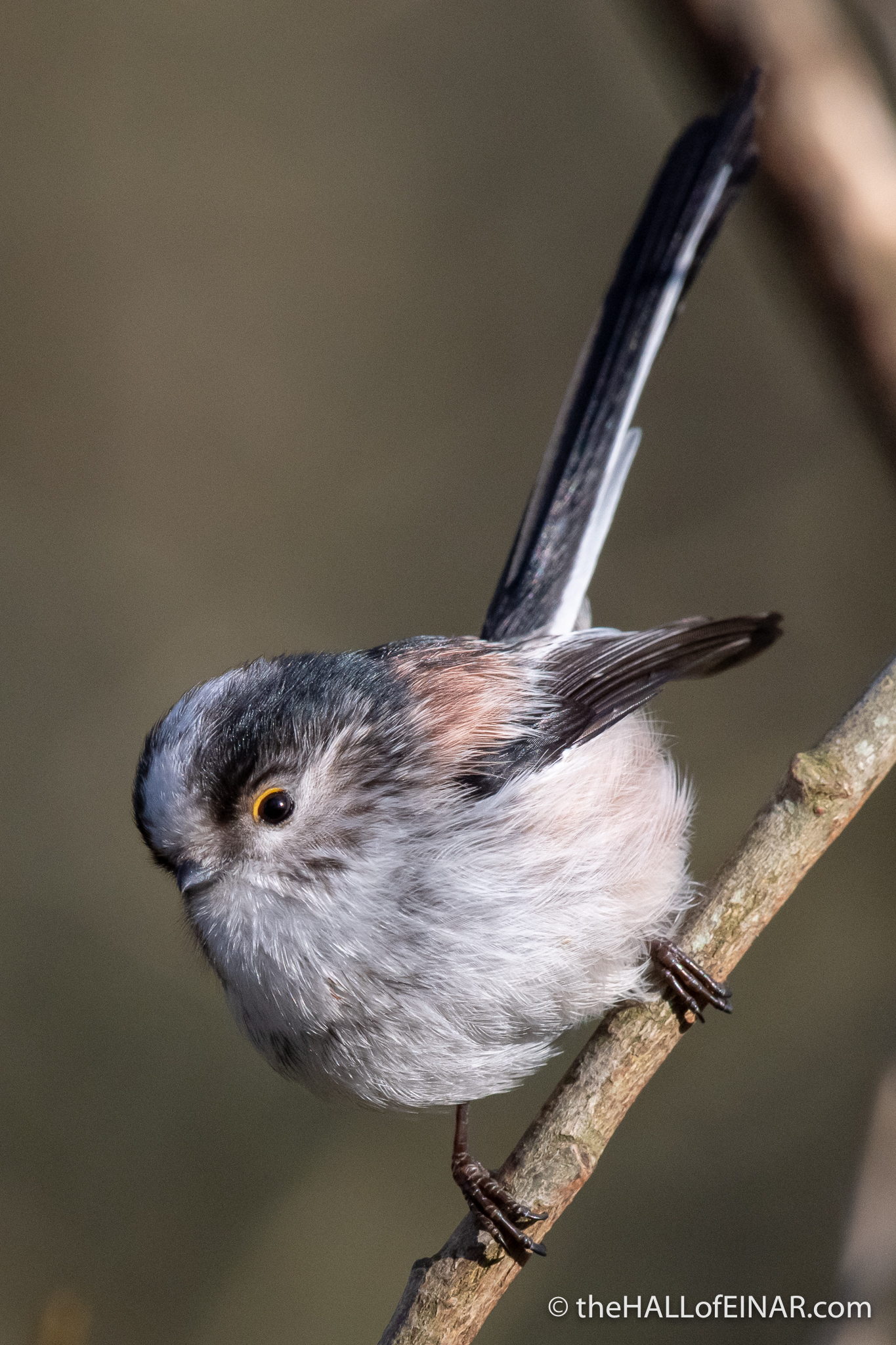 Long Tailed Bushtit - Stover - The Hall of Einar - photograph (c) David Bailey (not the)