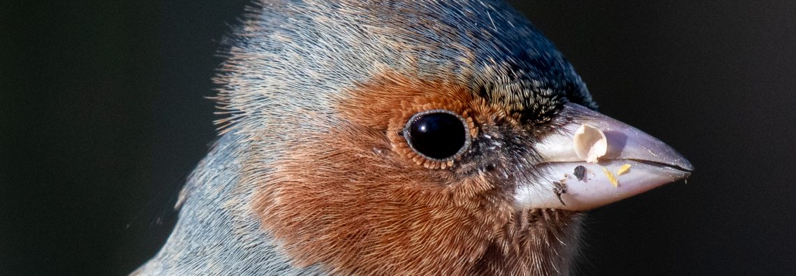 Chaffinch - Stover - The Hall of Einar - photograph (c) David Bailey (not the)