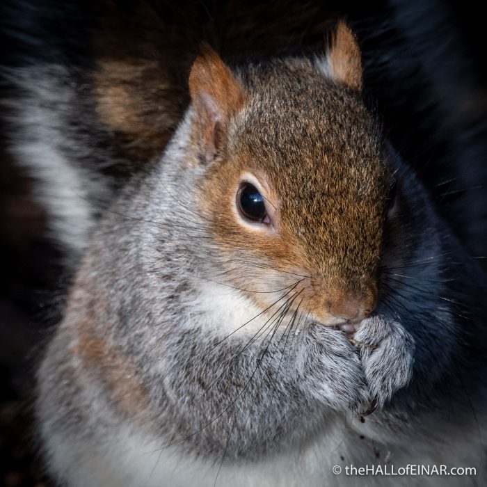 Grey Squirrel - Stover - The Hall of Einar - photograph (c) David Bailey (not the)