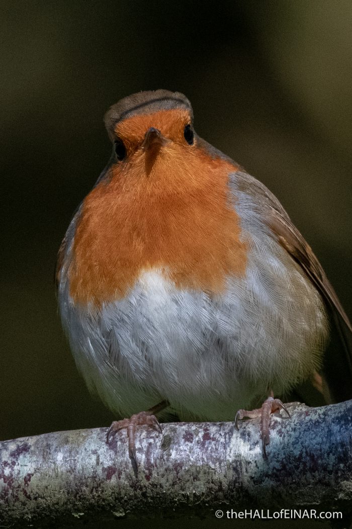 Robin - Stover - The Hall of Einar - photograph (c) David Bailey (not the)