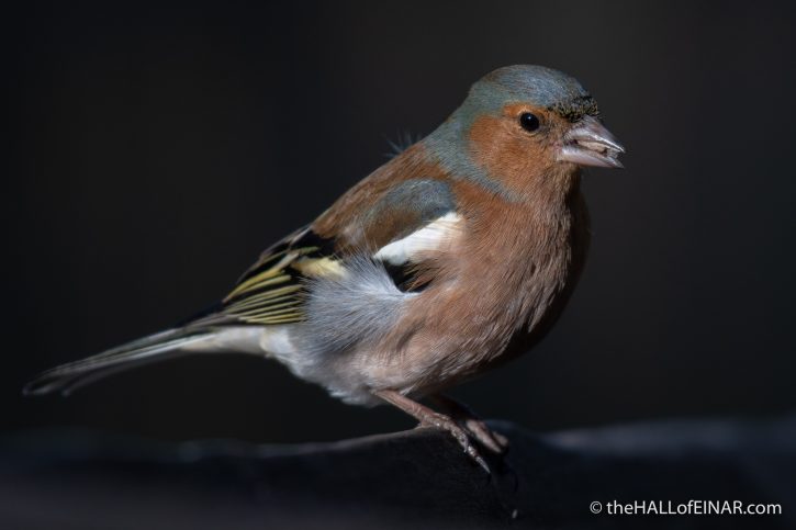 Chaffinch - Stover - The Hall of Einar - photograph (c) David Bailey (not the)