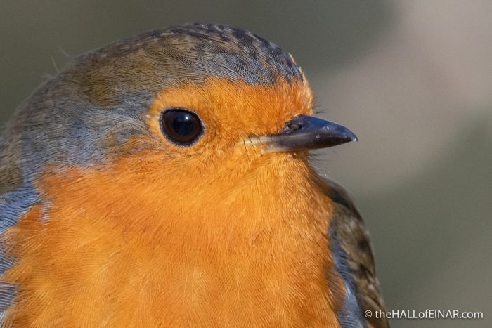 Robin - Stover - The Hall of Einar - photograph (c) David Bailey (not the)