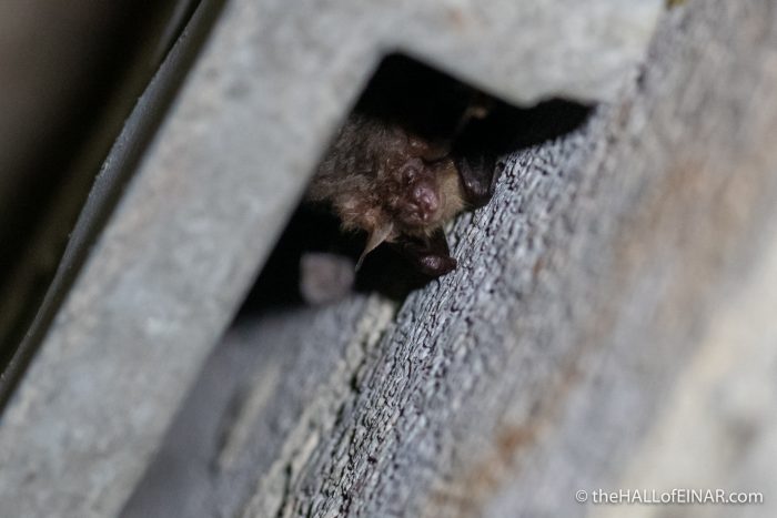 Brown Long-Eared Bat - The Hall of Einar - photograph (c) David Bailey (not the)