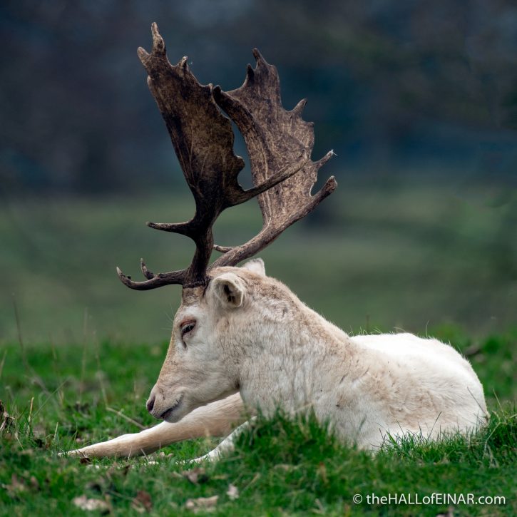 Charlecote Park Deer - The Hall of Einar - photograph (c) David Bailey (not the)